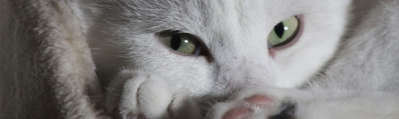 kattenoog header 1